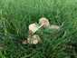 Mezei szegfűgomba (Marasmius oreades), Budai-hegység
